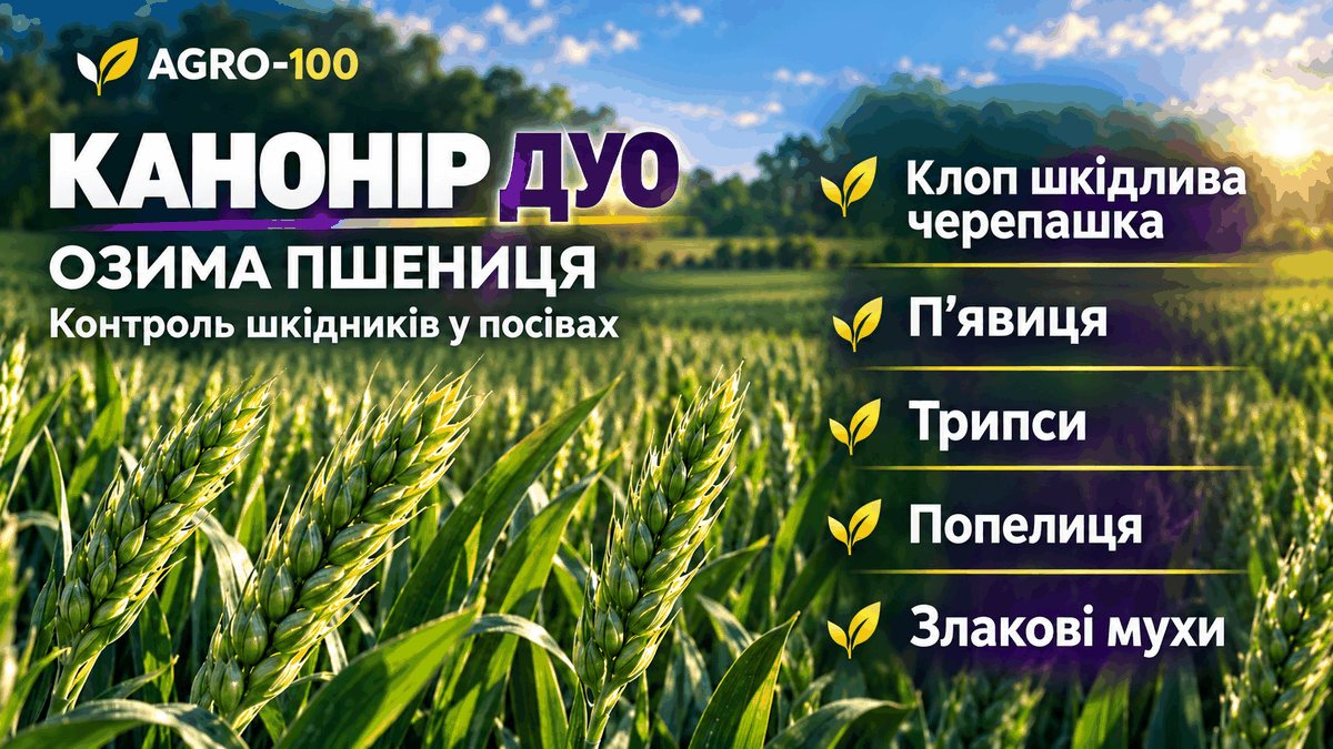 Канонір Дуо для озимої пшениці: клоп шкідлива черепашка, п’явиця, трипси, попелиця та злакові мухи